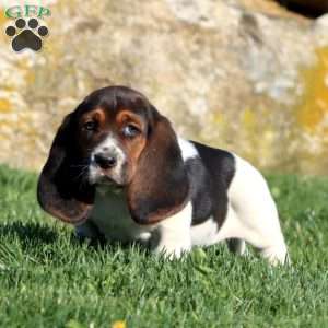 Max, Basset Hound Puppy