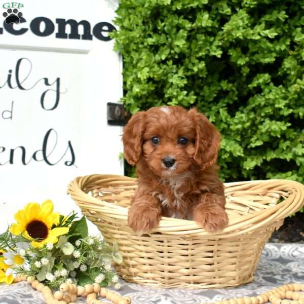 Maxwell, Cavapoo Puppy