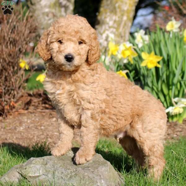 Maxwell, Mini Labradoodle Puppy