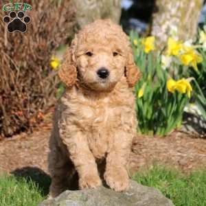 Maxwell, Mini Labradoodle Puppy