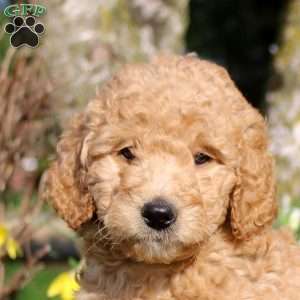 Maxwell, Mini Labradoodle Puppy