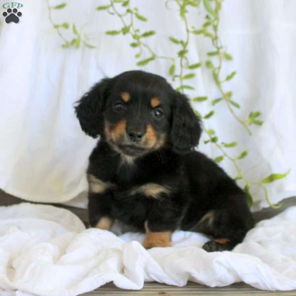 Maya-Mini, Dachshund Puppy