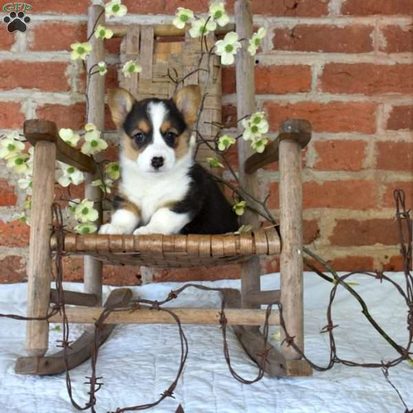 Meadow, Pembroke Welsh Corgi Puppy