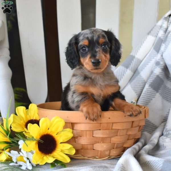 Meadow-Mini, Dachshund Puppy