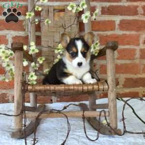 Meadow, Pembroke Welsh Corgi Puppy