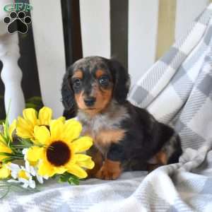 Meadow-Mini, Dachshund Puppy