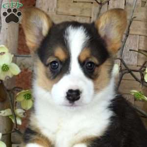 Meadow, Pembroke Welsh Corgi Puppy
