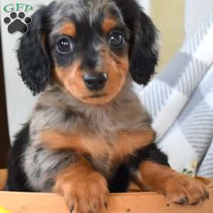 Meadow-Mini, Dachshund Puppy