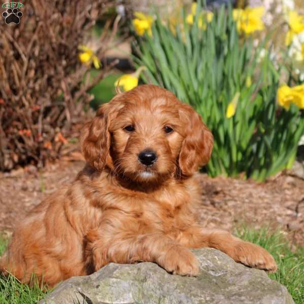 Meg, Mini Labradoodle Puppy