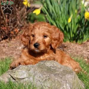 Meg, Mini Labradoodle Puppy