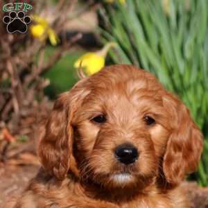 Meg, Mini Labradoodle Puppy