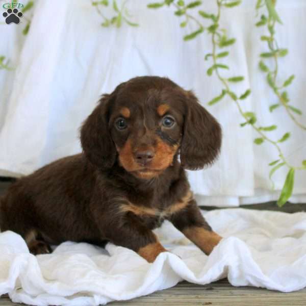Megan-Mini, Dachshund Puppy