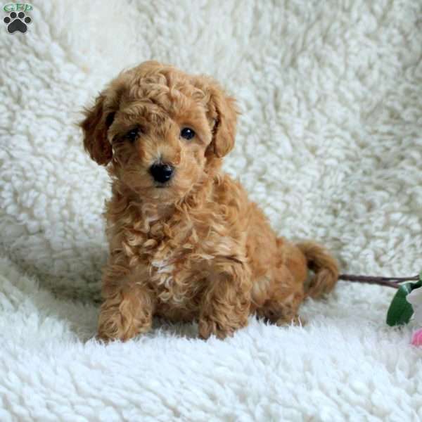 Megan, Toy Poodle Puppy