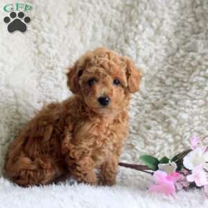 Megan, Toy Poodle Puppy
