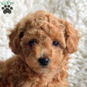 Megan, Toy Poodle Puppy