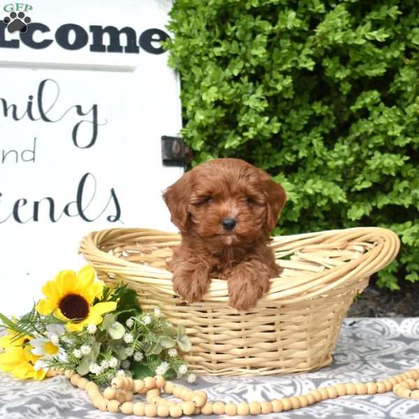 Melody, Cavapoo Puppy