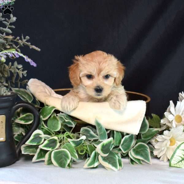 Melody, Maltipoo Puppy