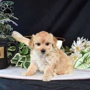 Melody, Maltipoo Puppy