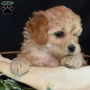 Melody, Maltipoo Puppy