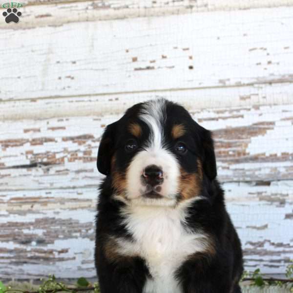 Mercy, Bernese Mountain Dog Puppy