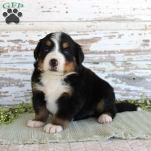 Mercy, Bernese Mountain Dog Puppy