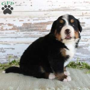 Mercy, Bernese Mountain Dog Puppy
