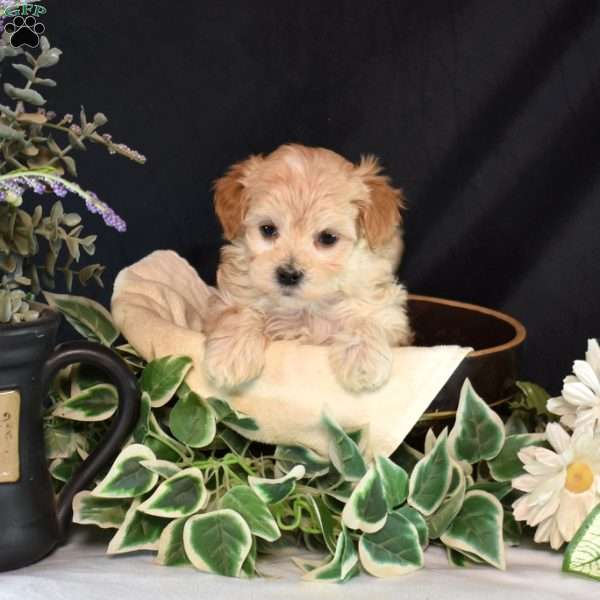 Mia, Maltipoo Puppy