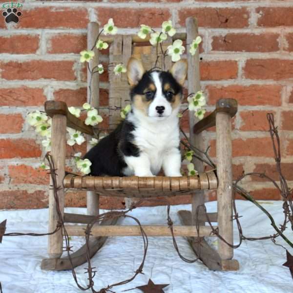 Mia, Pembroke Welsh Corgi Puppy