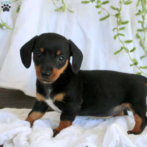 Mia-Mini, Dachshund Puppy