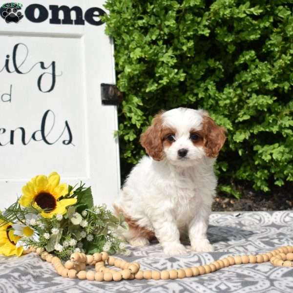 Mia, Cavapoo Puppy