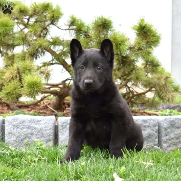 Mia, German Shepherd Puppy