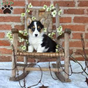 Mia, Pembroke Welsh Corgi Puppy