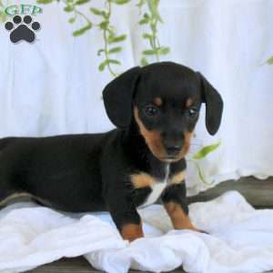 Mia-Mini, Dachshund Puppy