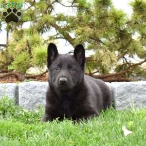 Mia, German Shepherd Puppy