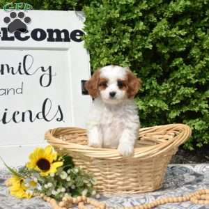 Mia, Cavapoo Puppy