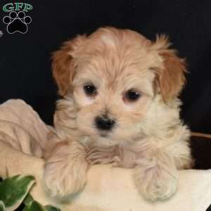 Mia, Maltipoo Puppy
