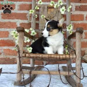 Mia, Pembroke Welsh Corgi Puppy