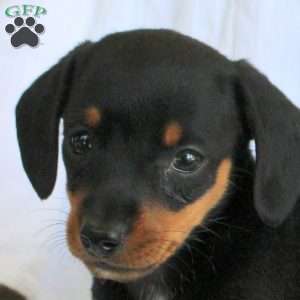 Mia-Mini, Dachshund Puppy