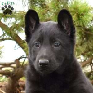 Mia, German Shepherd Puppy