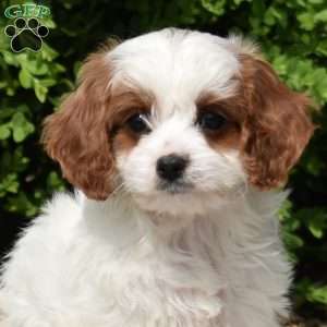 Mia, Cavapoo Puppy