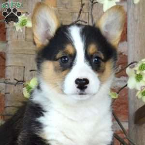 Mia, Pembroke Welsh Corgi Puppy