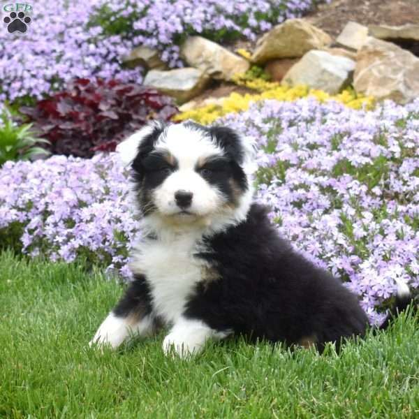 Micah, Australian Shepherd Puppy