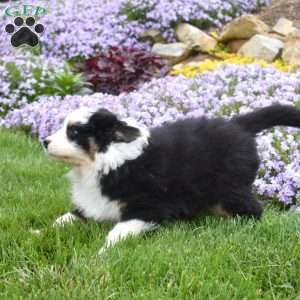 Micah, Australian Shepherd Puppy