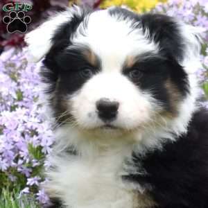 Micah, Australian Shepherd Puppy