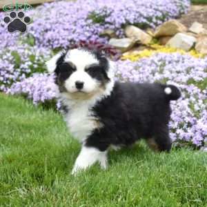 Micah, Australian Shepherd Puppy