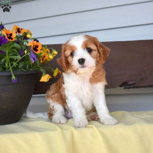 Mickey, Cavapoo Puppy