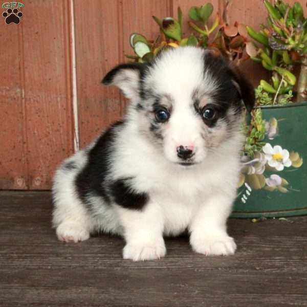 Mickey, Pembroke Welsh Corgi Puppy
