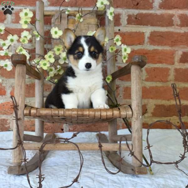 Mickey, Pembroke Welsh Corgi Puppy