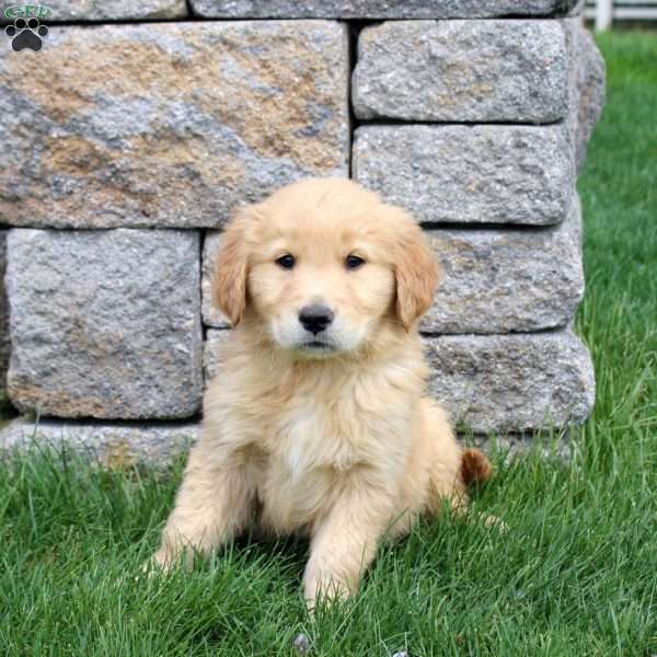 Mickey, Golden Retriever Puppy