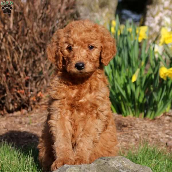 Mickey, Mini Labradoodle Puppy